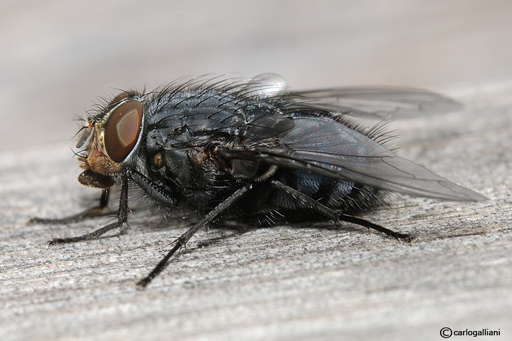 Microcosmo (visti da molto vicino)